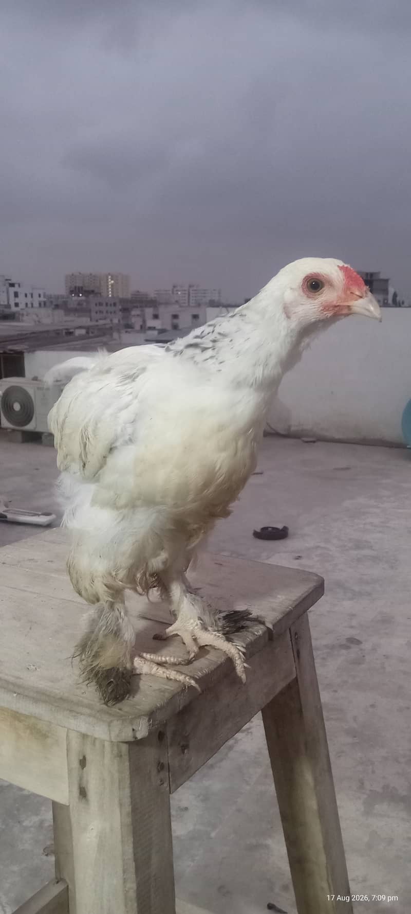 Brahma Chicks 7