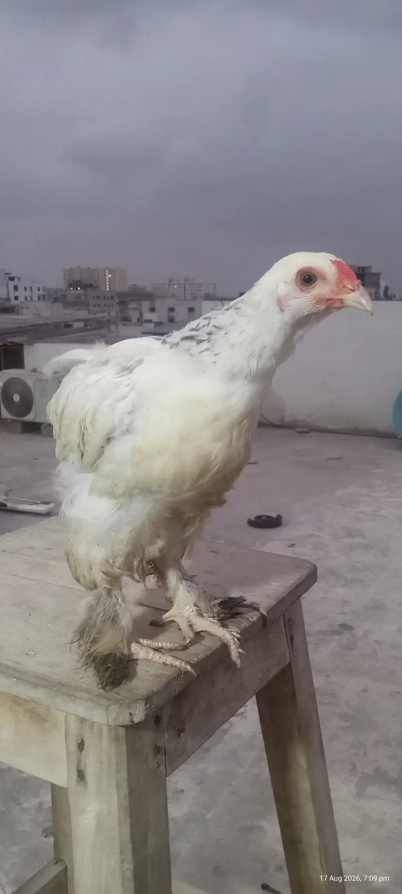 Brahma Chicks — photo 8