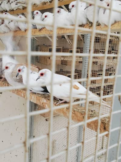 Pied Doves