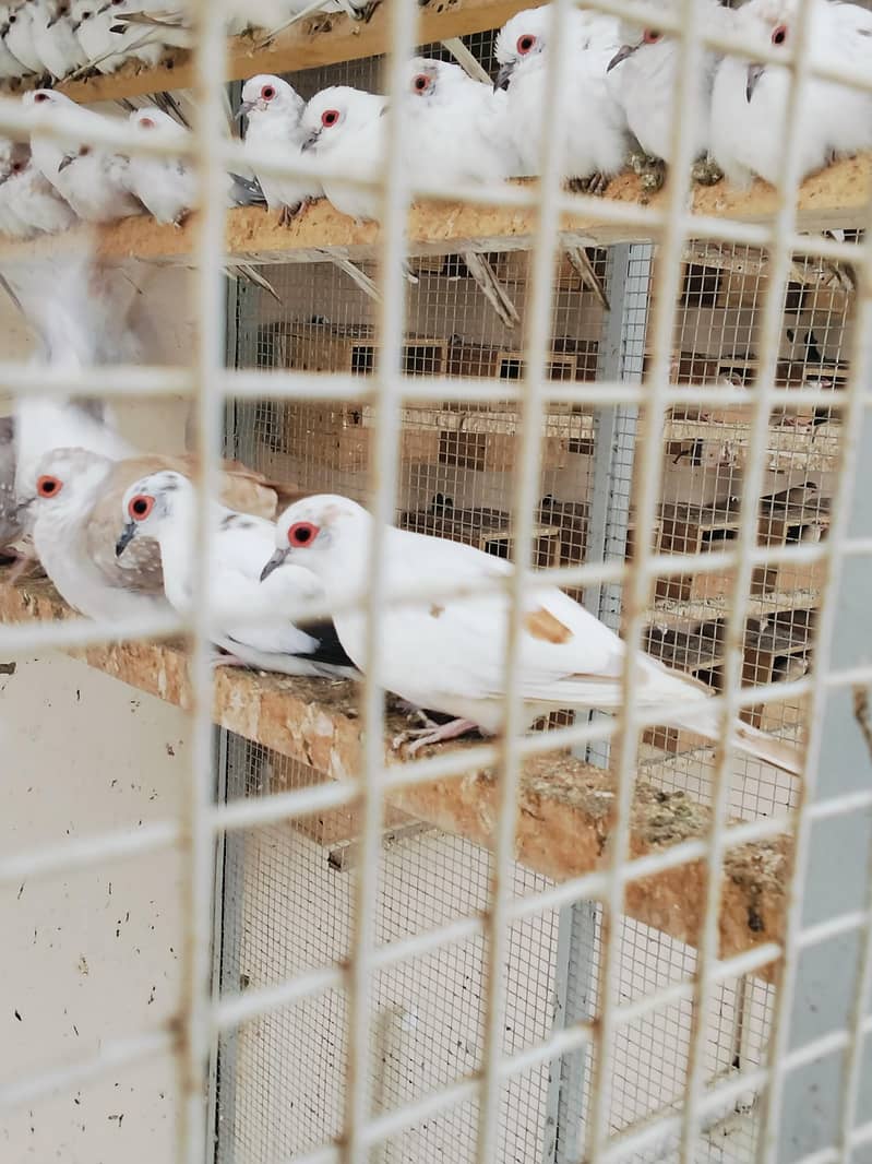 Pied Doves 0