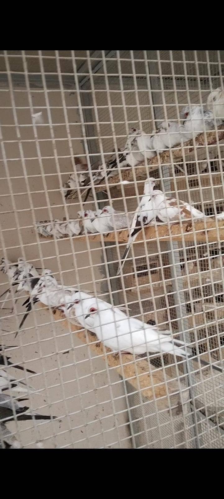 Pied Doves 1