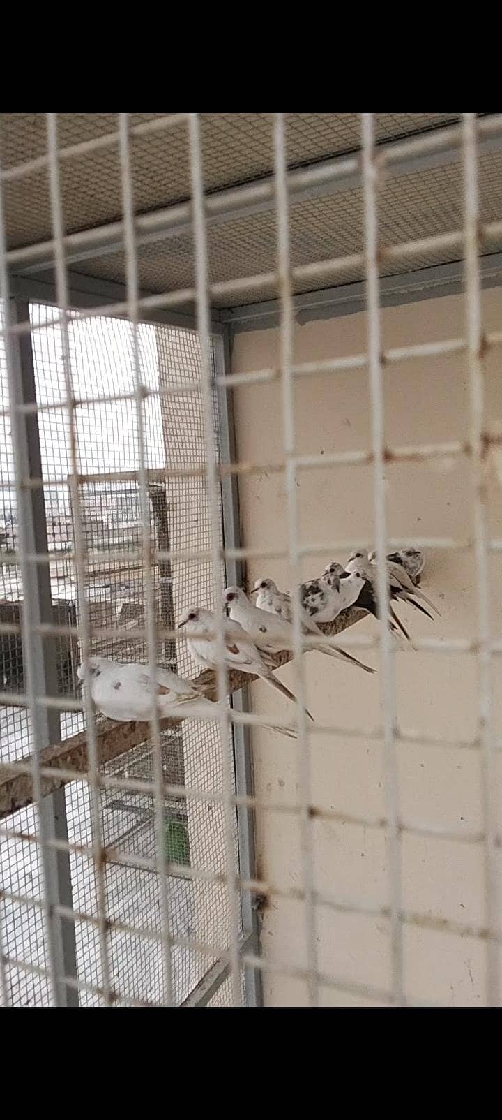 Pied Doves 2