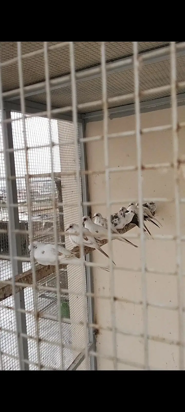 Pied Doves — photo 3