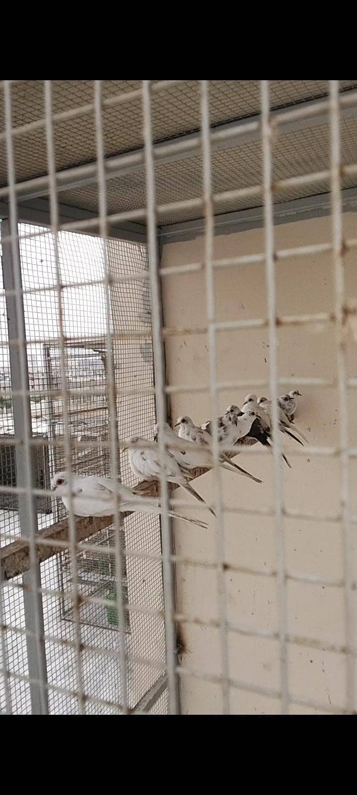 Pied Doves 3