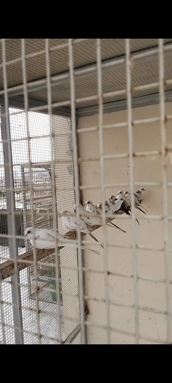 Pied Doves — photo 4