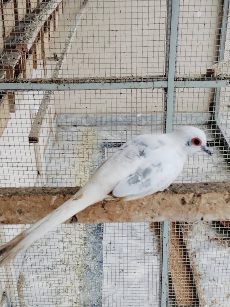 Pied Doves 4