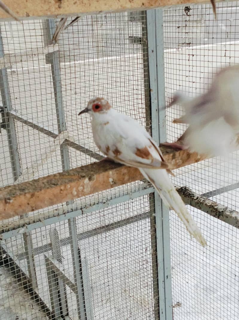 Pied Doves 5