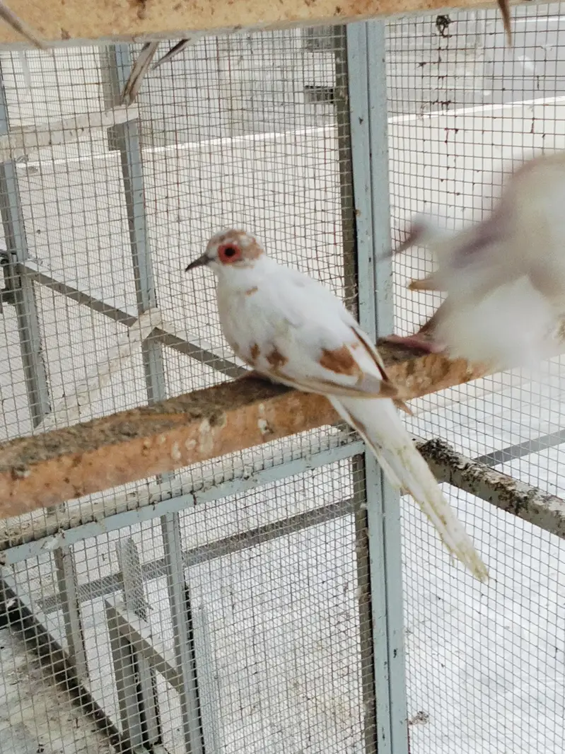 Pied Doves — photo 6