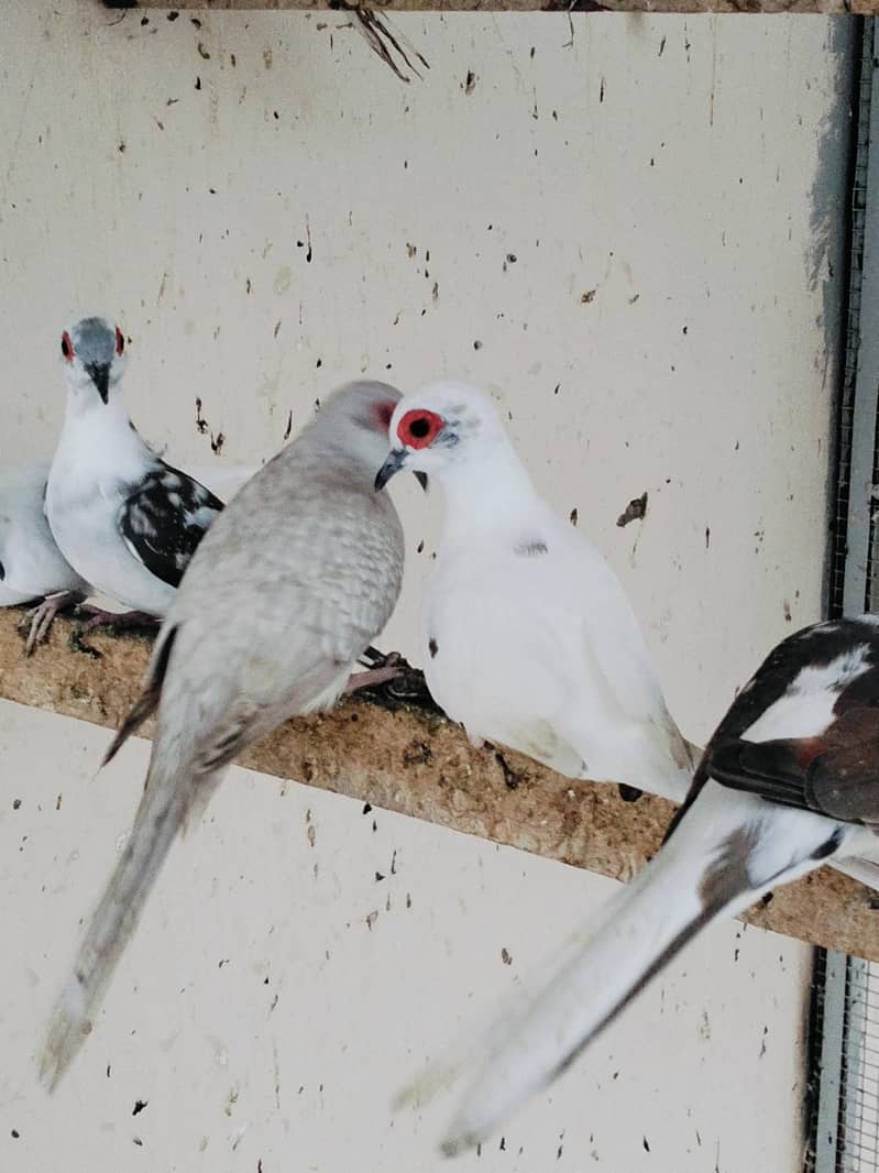 Pied Doves 6
