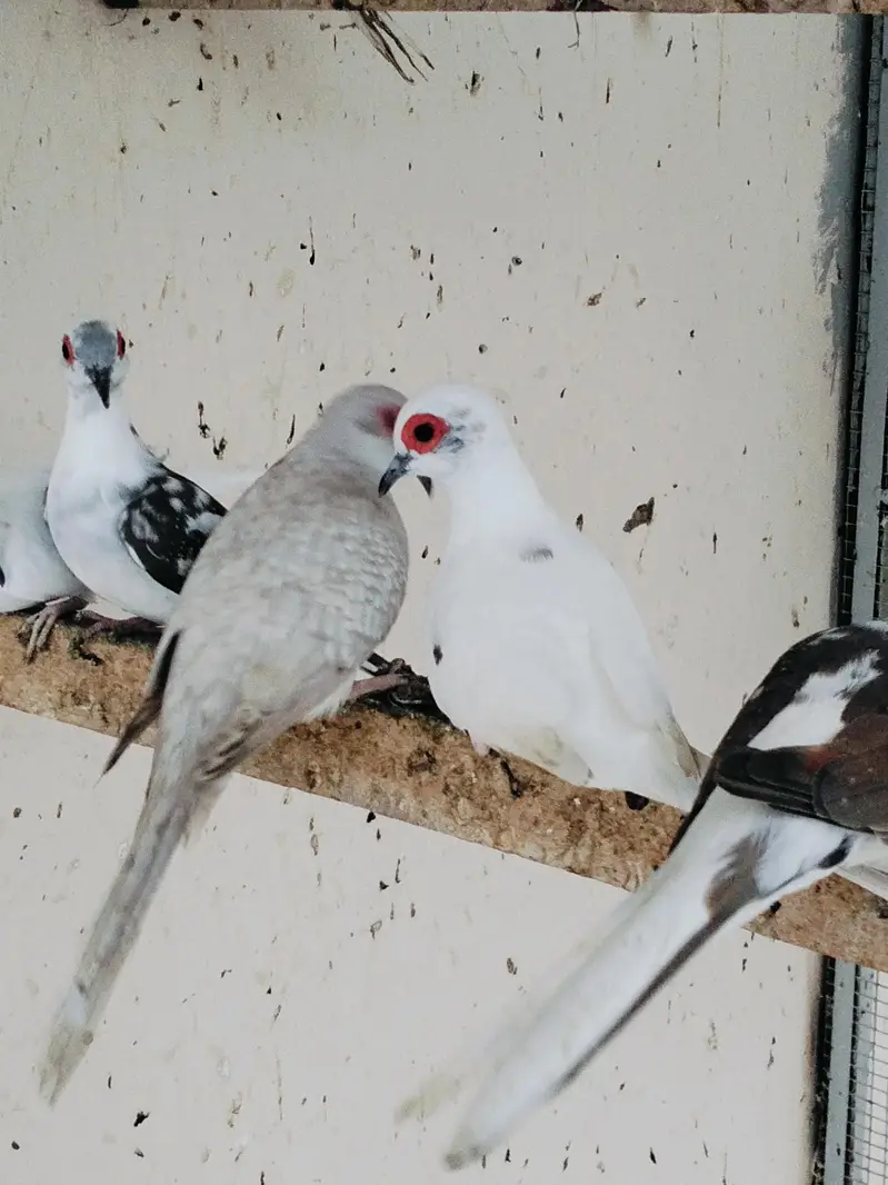 Pied Doves — photo 7