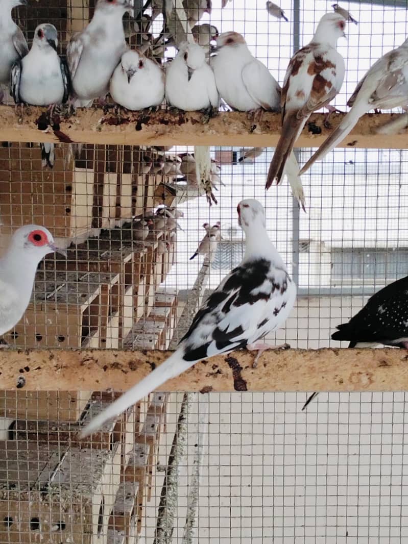 Pied Doves 7