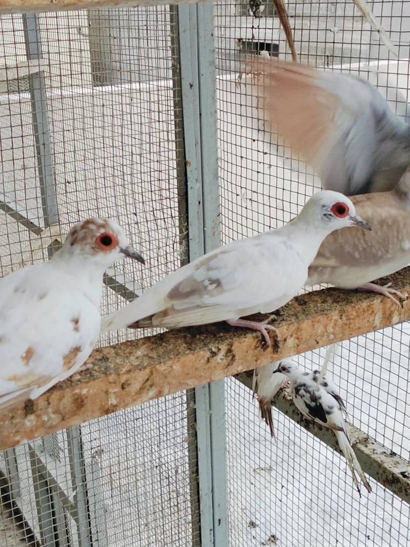 Pied Doves 8
