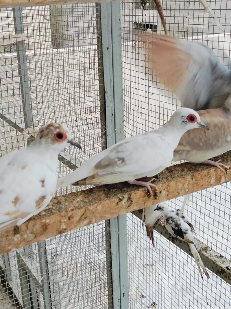Pied Doves — photo 9