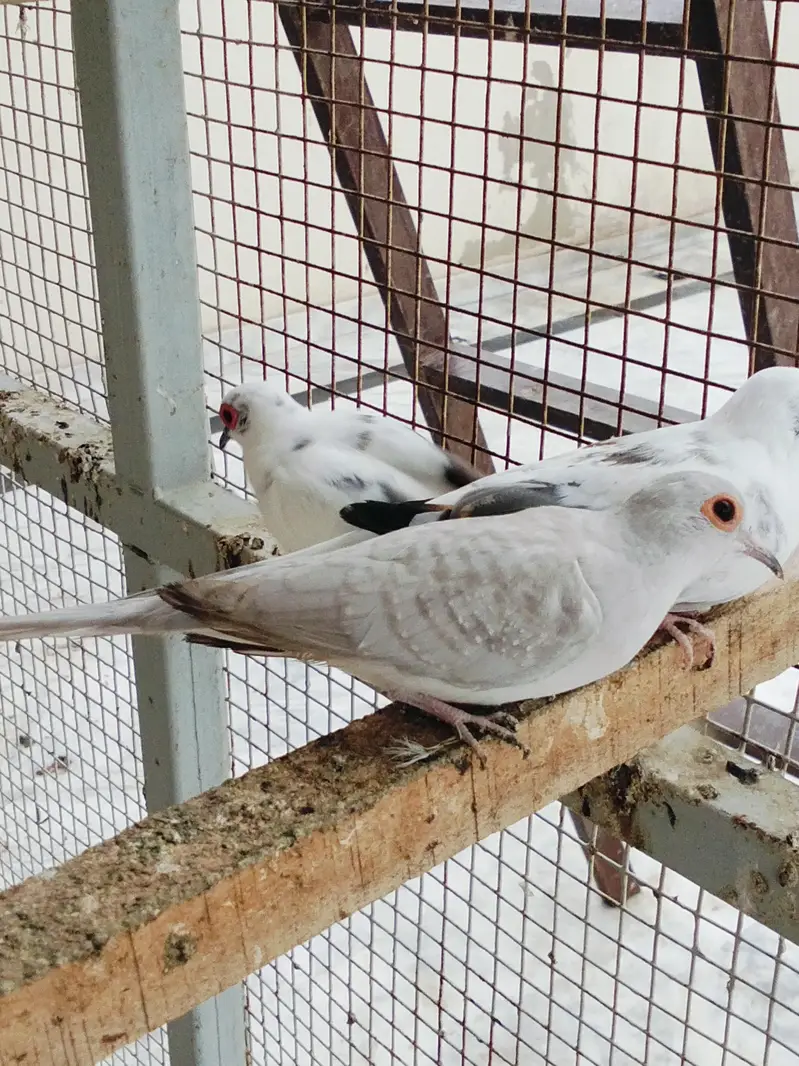 Pied Doves — photo 10