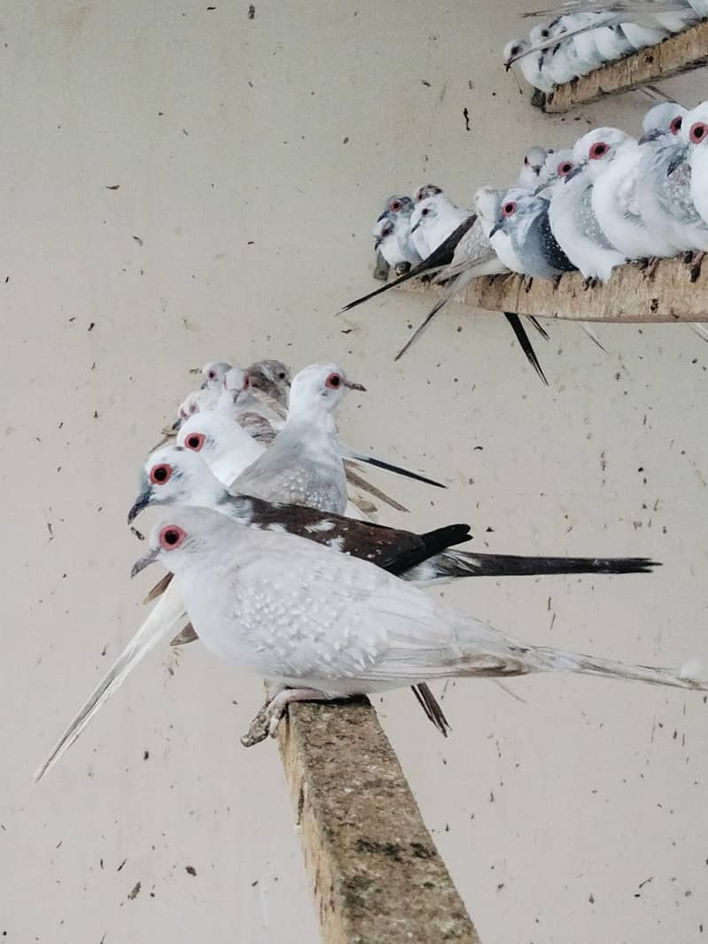 Pied Doves 10