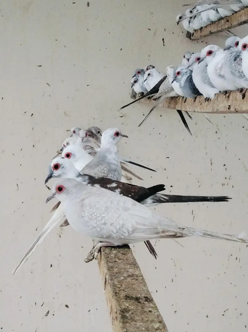 Pied Doves — photo 11