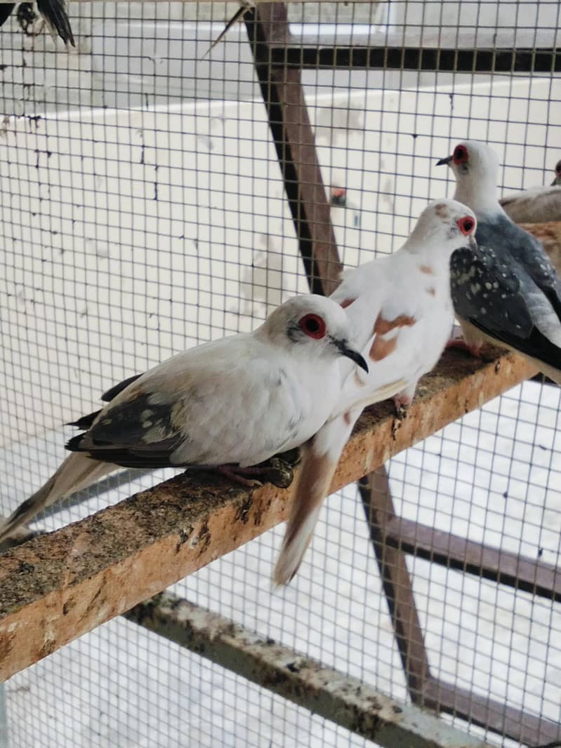 Pied Doves 11