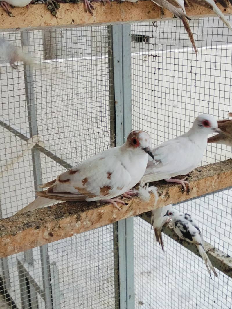Pied Doves 12