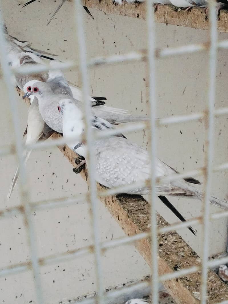 Pied Doves 13