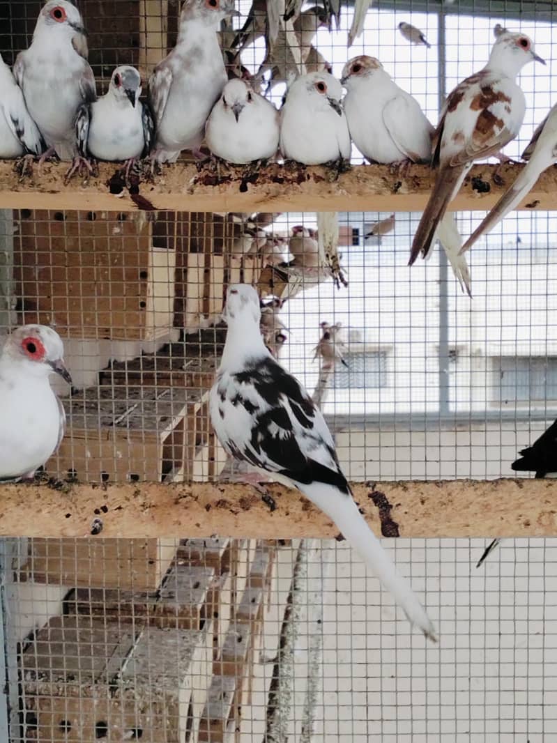 Pied Doves 14