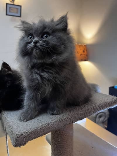 Punch and Semi punch face kittens