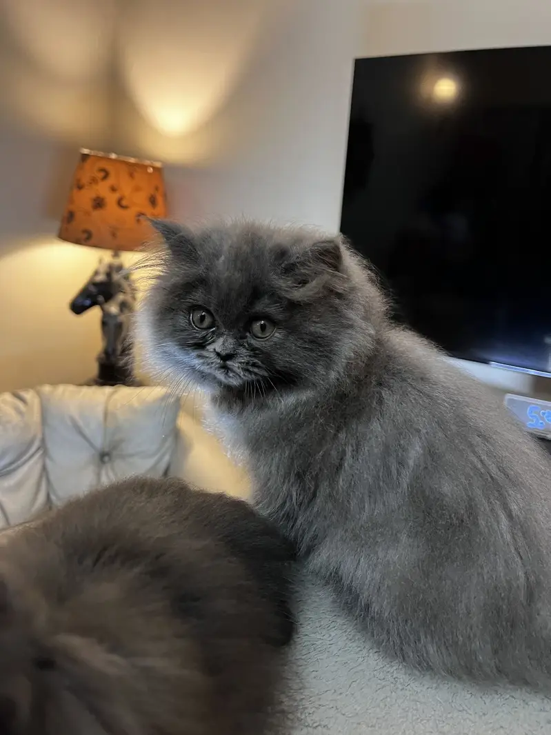 Punch and Semi punch face kittens — photo 2