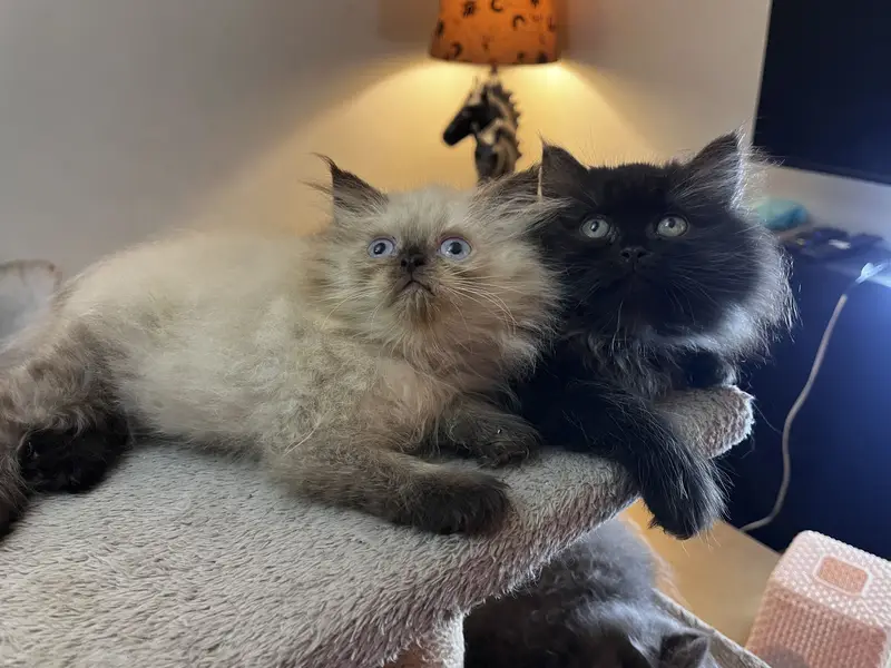 Punch and Semi punch face kittens — photo 3