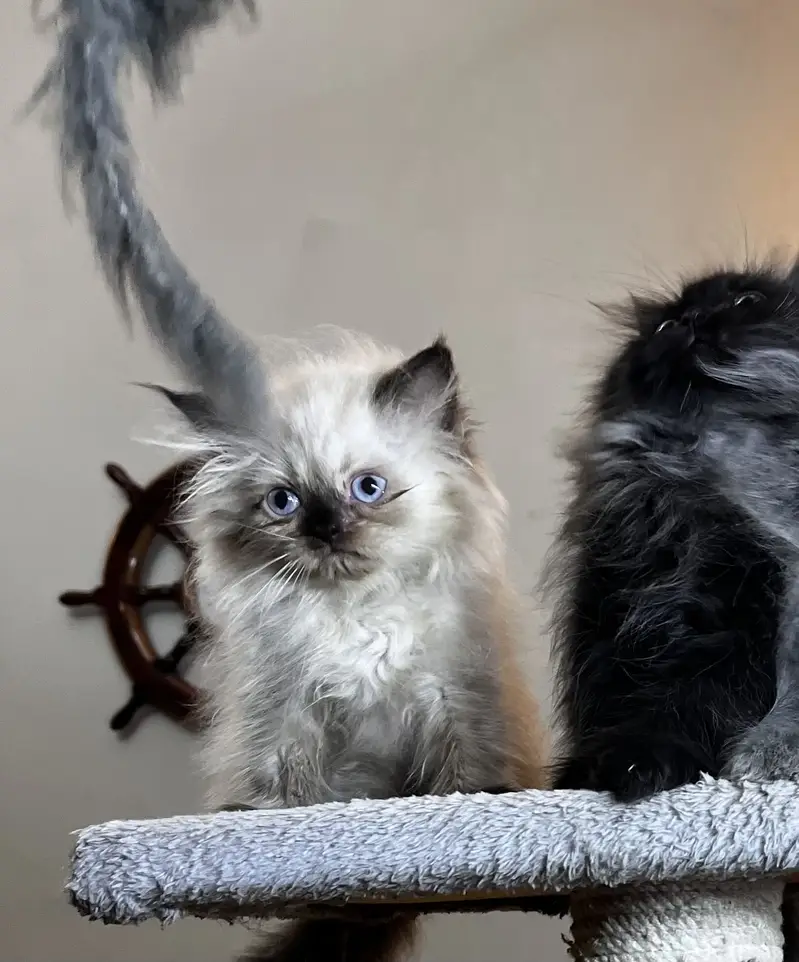 Punch and Semi punch face kittens — photo 4
