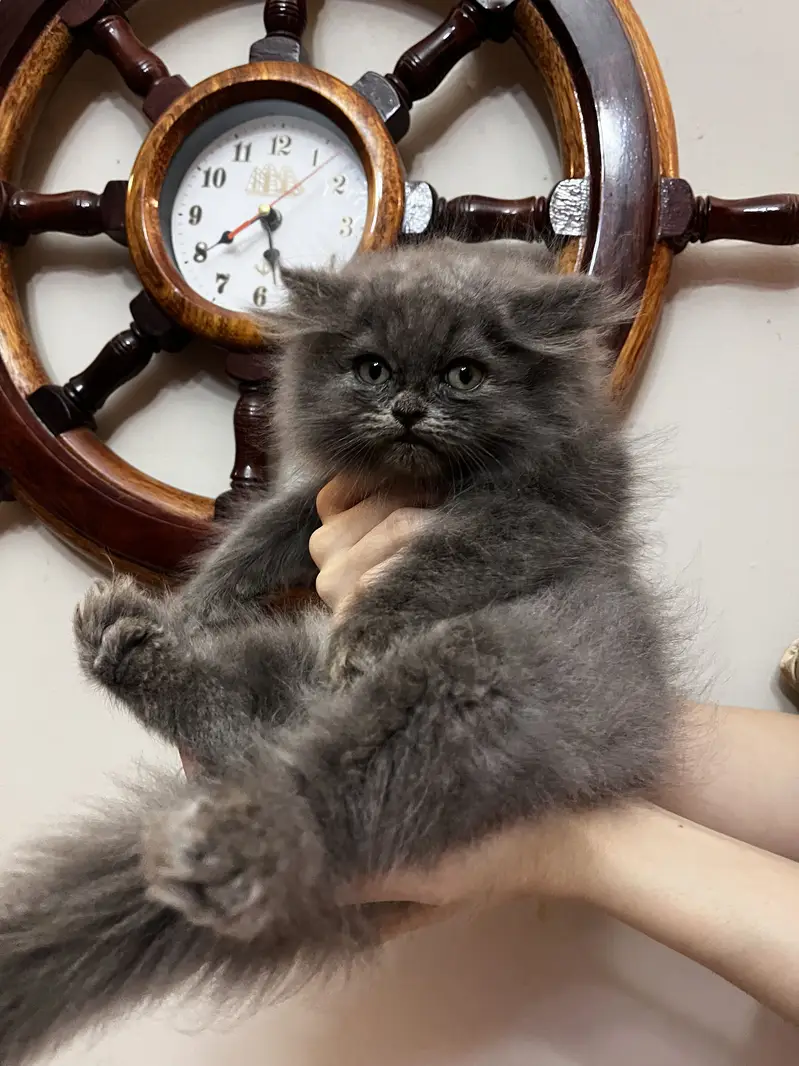 Punch and Semi punch face kittens — photo 5