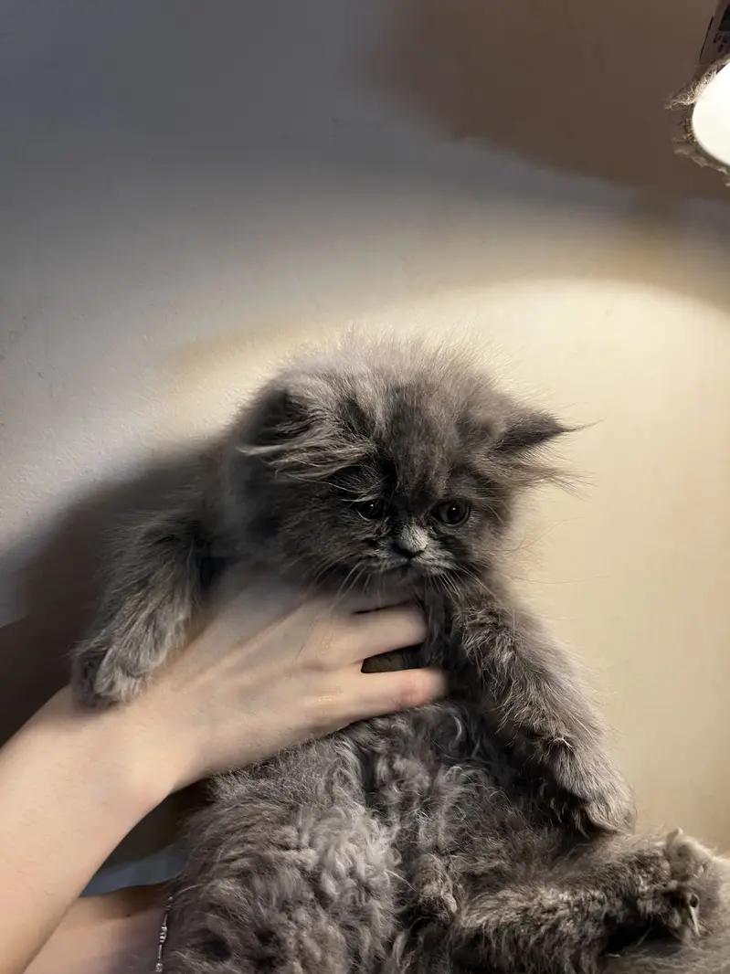 Punch and Semi punch face kittens — photo 6