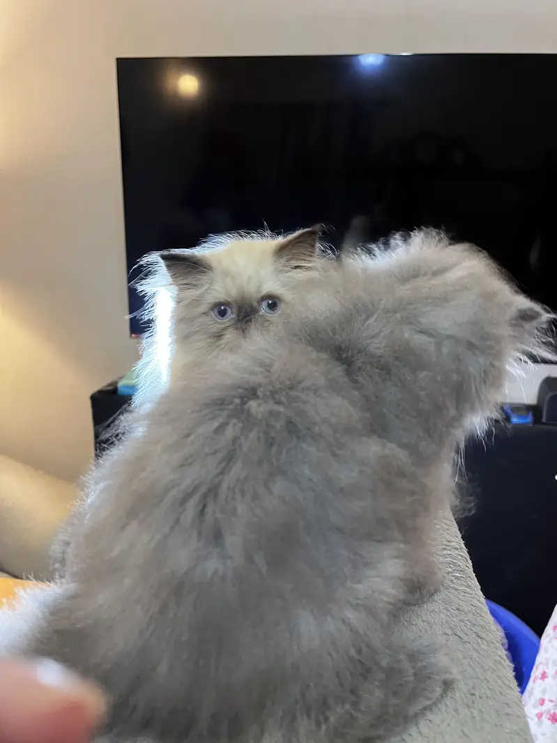 Punch and Semi punch face kittens — photo 7