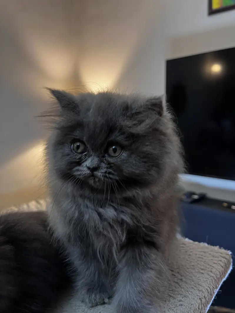 Punch and Semi punch face kittens — photo 8