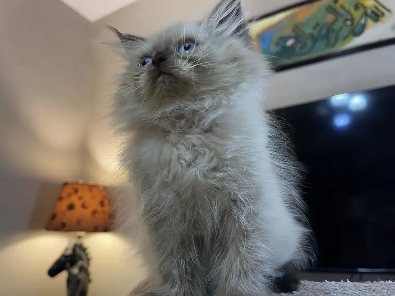Punch and Semi punch face kittens — photo 9