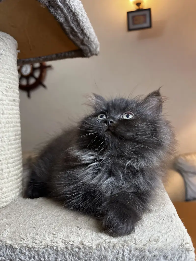 Punch and Semi punch face kittens — photo 10