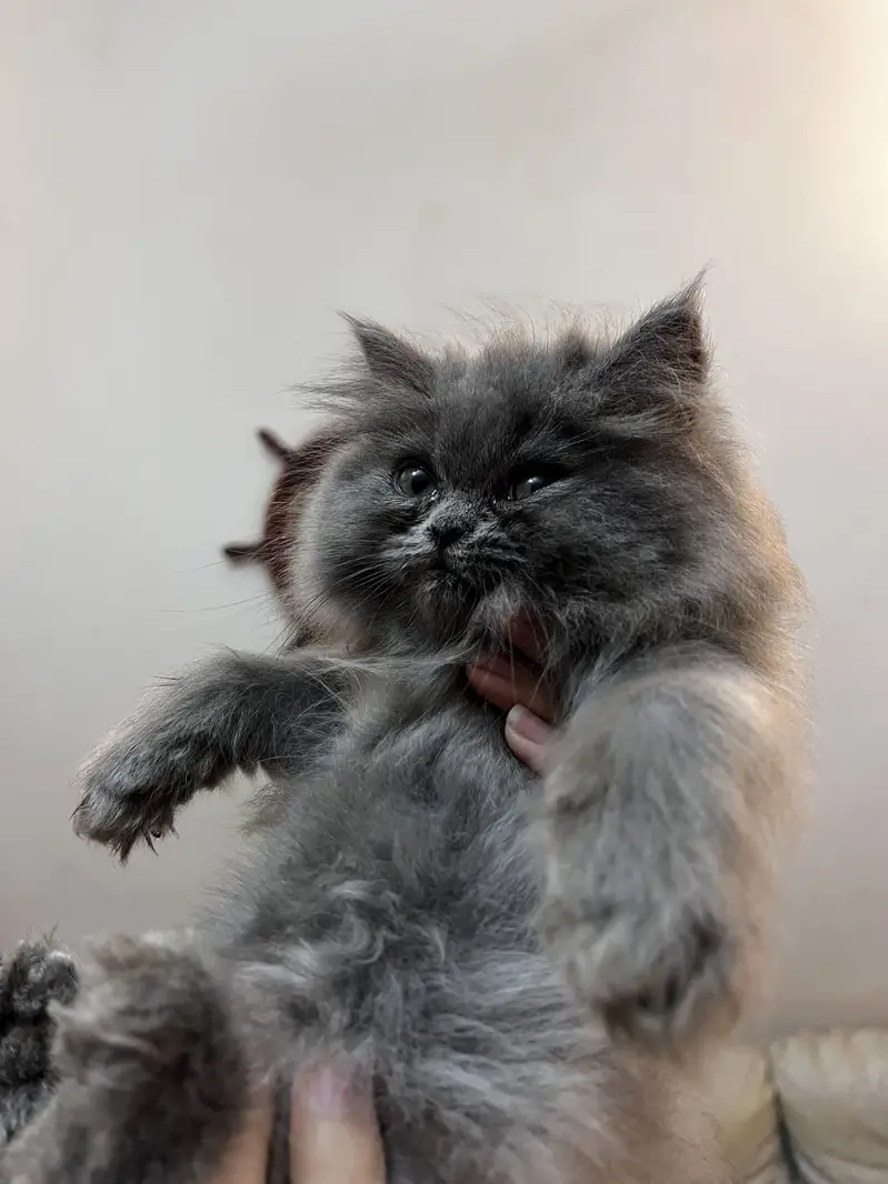 Punch and Semi punch face kittens — photo 11