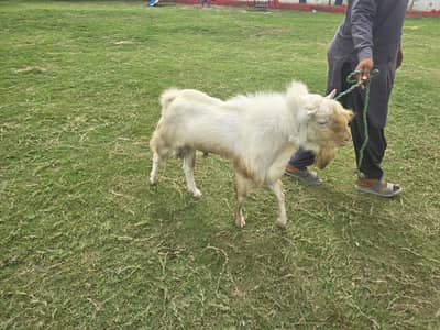 Teddy Nasal Bakra Bakri