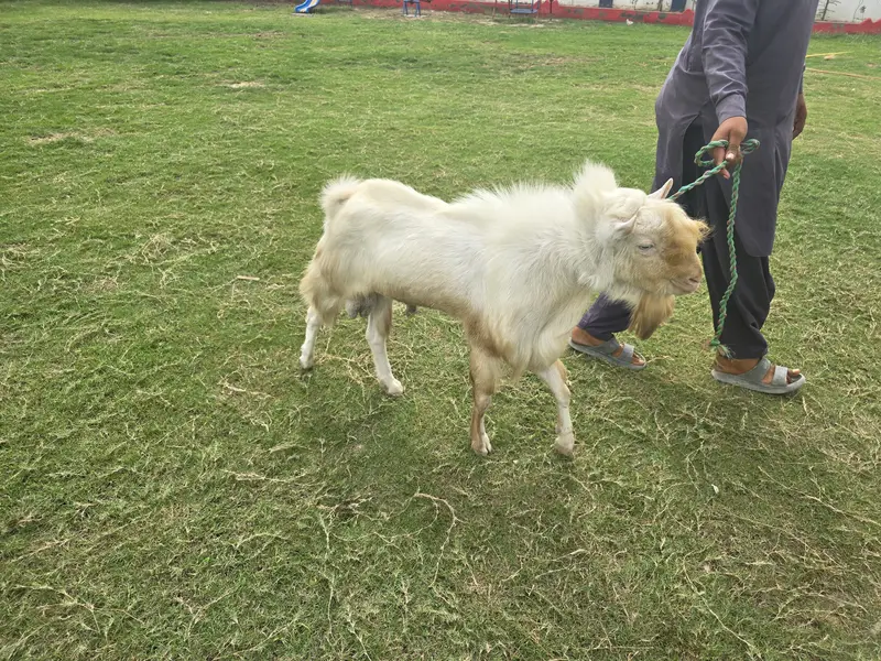 Teddy Nasal Bakra Bakri