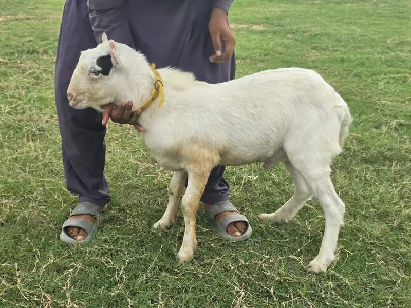 Teddy Nasal Bakra Bakri — photo 2