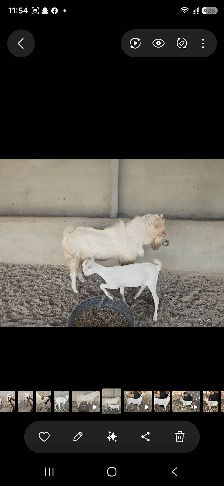 Teddy Nasal Bakra Bakri — photo 3