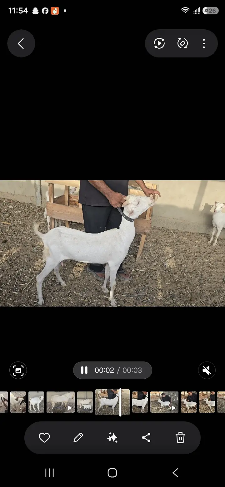 Teddy Nasal Bakra Bakri — photo 4