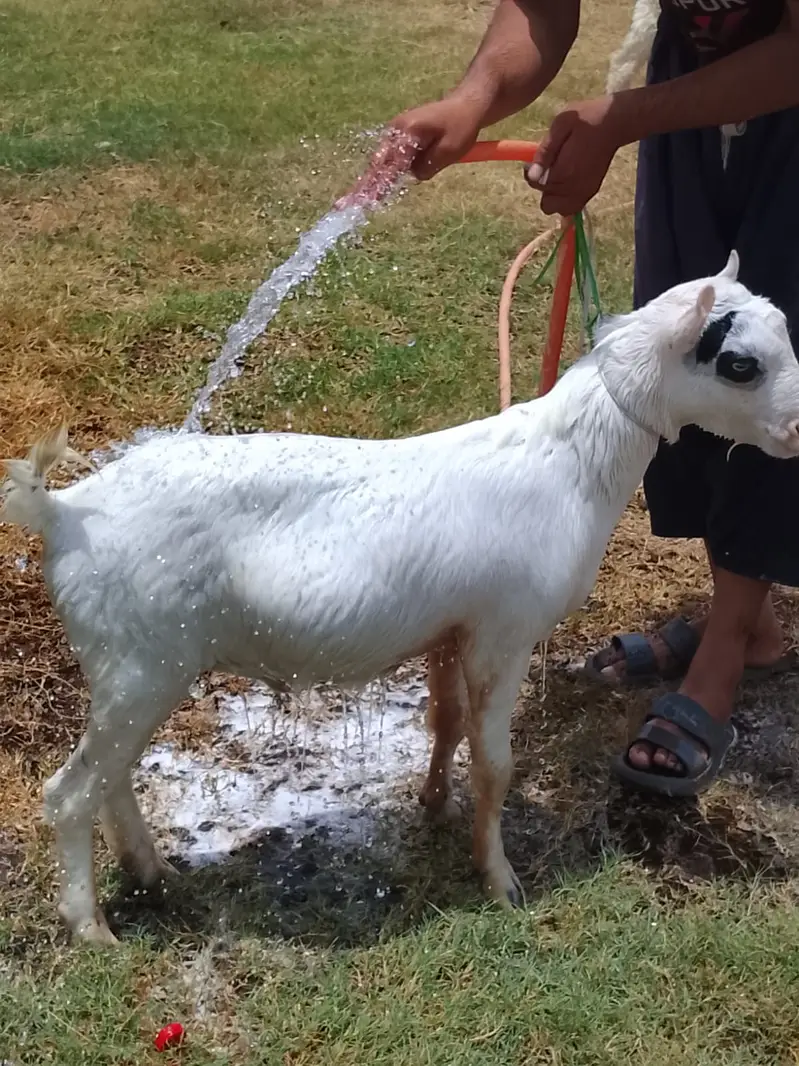 Teddy Nasal Bakra Bakri — photo 6