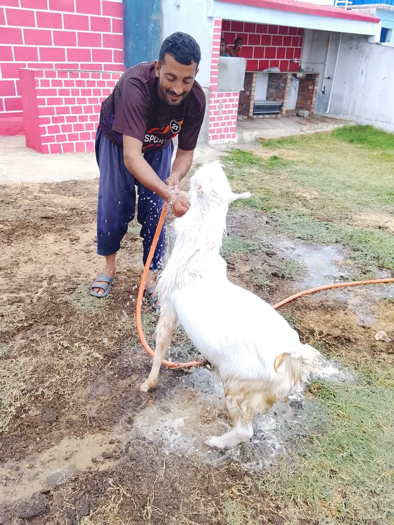Teddy Nasal Bakra Bakri — photo 7