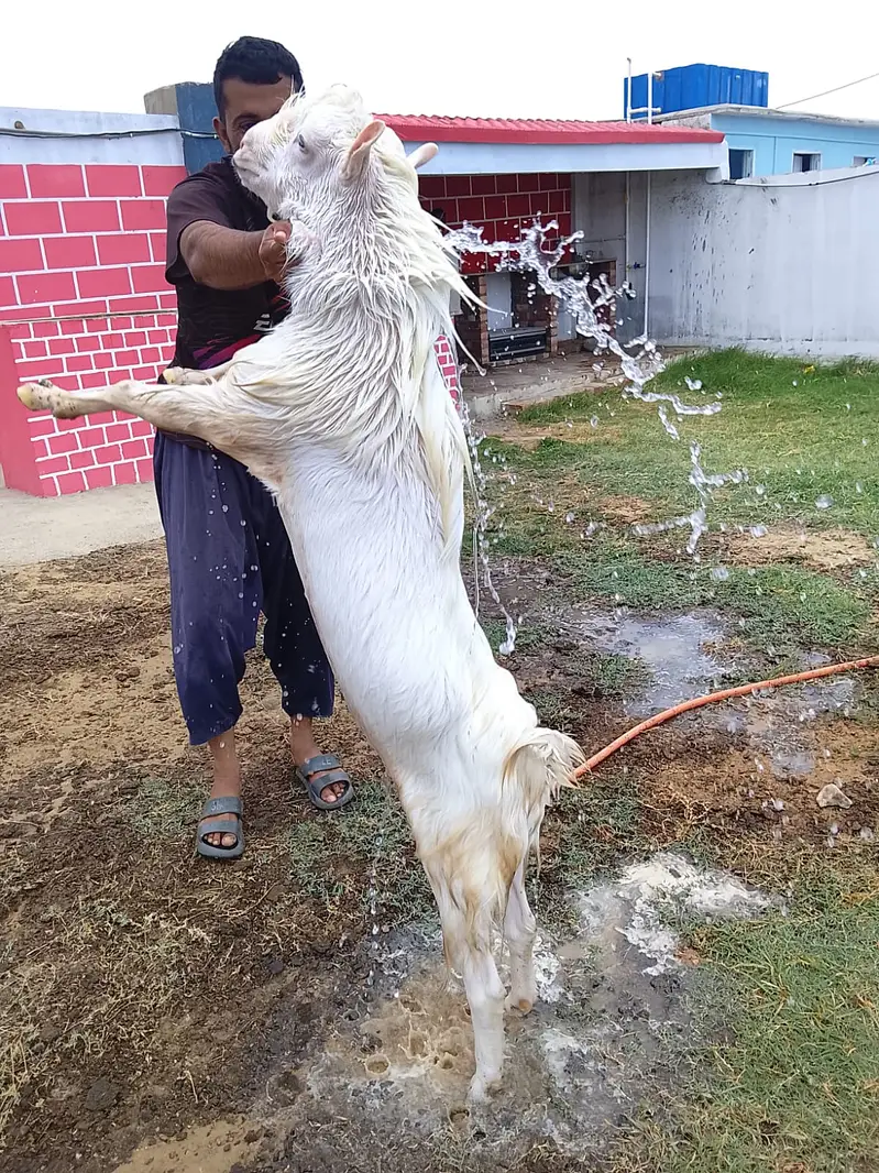 Teddy Nasal Bakra Bakri — photo 8