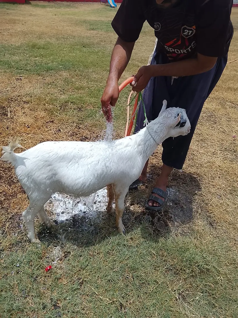 Teddy Nasal Bakra Bakri — photo 9