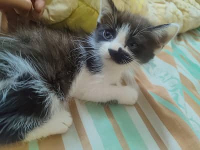  Cute & Playful Kittens for Sale 