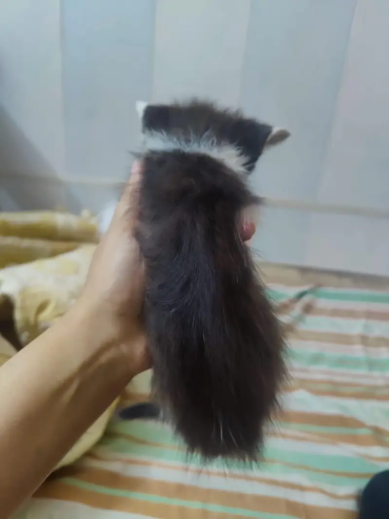  Cute & Playful Kittens for Sale  — photo 2