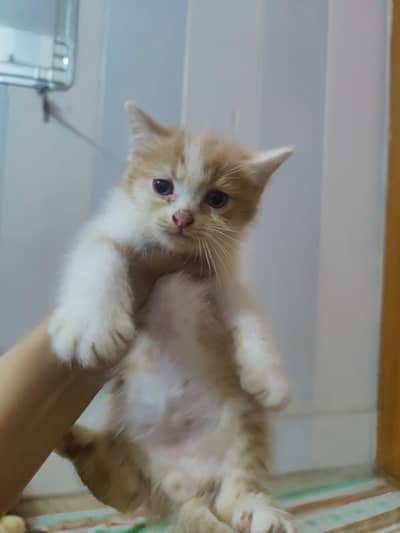 Cute & Playful Kittens for Sale
