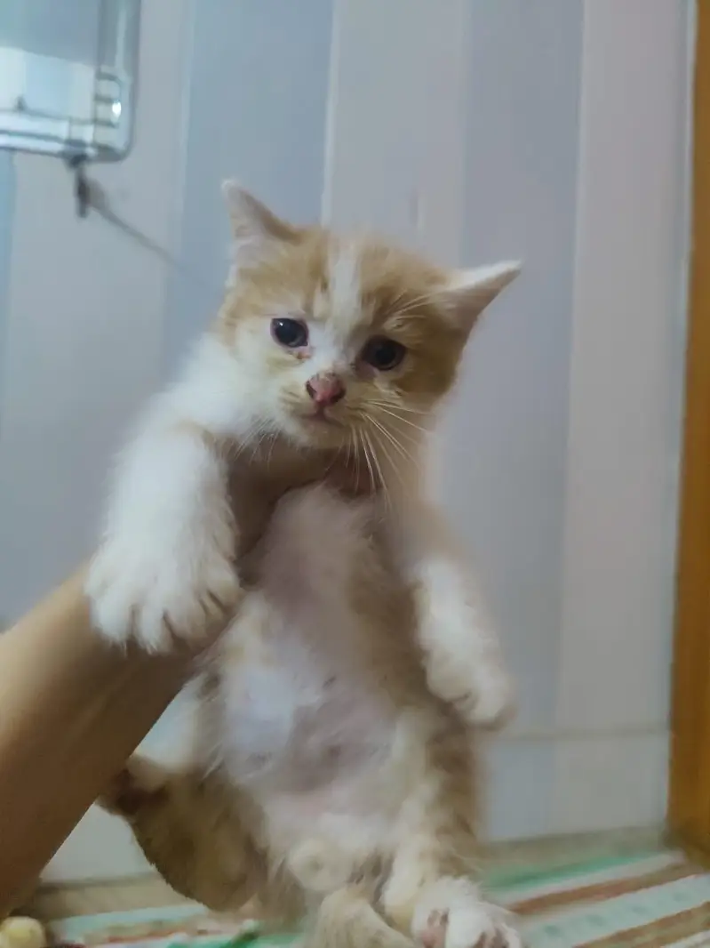  Cute & Playful Kittens for Sale  — photo 3