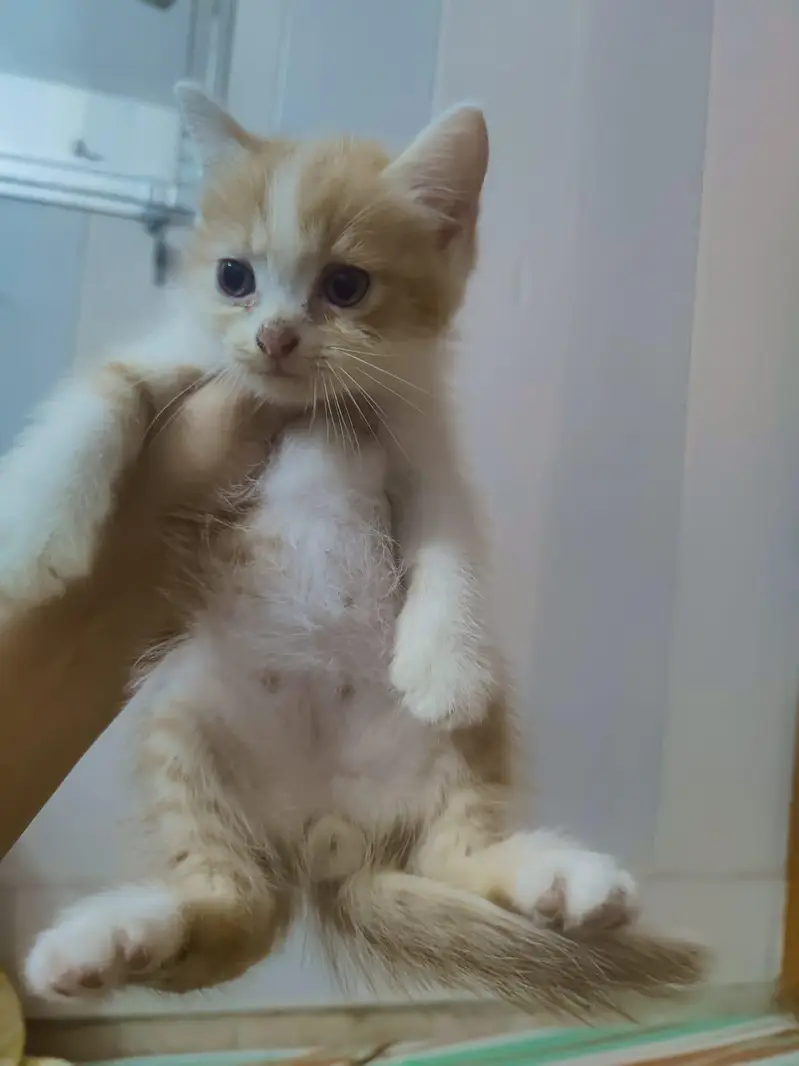  Cute & Playful Kittens for Sale  — photo 4