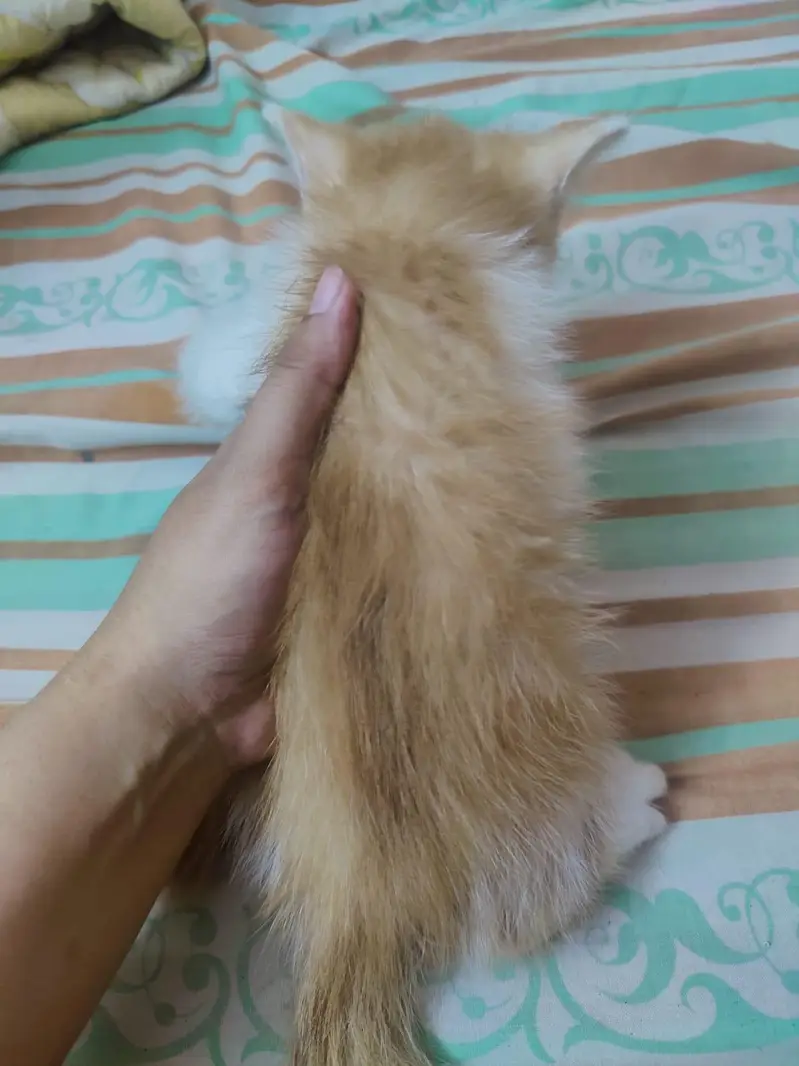  Cute & Playful Kittens for Sale  — photo 5